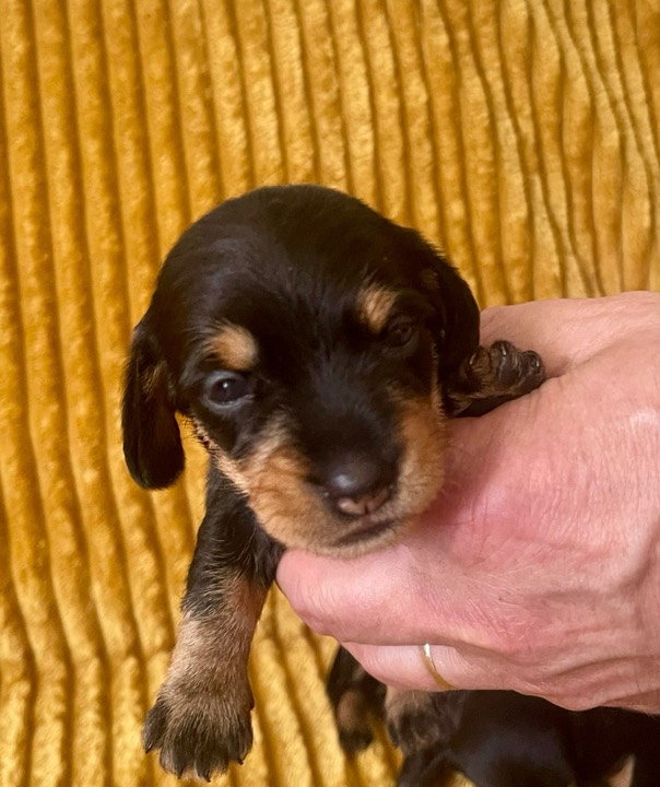 Ruwhaar dwergteckel pup in de hand